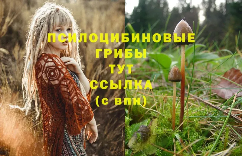 купить наркотик  Зарайск  Псилоцибиновые грибы Magic Shrooms 